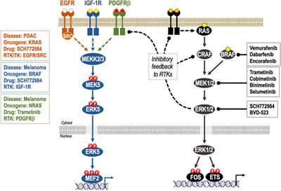 ERK5 Signalling and Resistance to ERK1/2 Pathway Therapeutics: The Path Less Travelled?